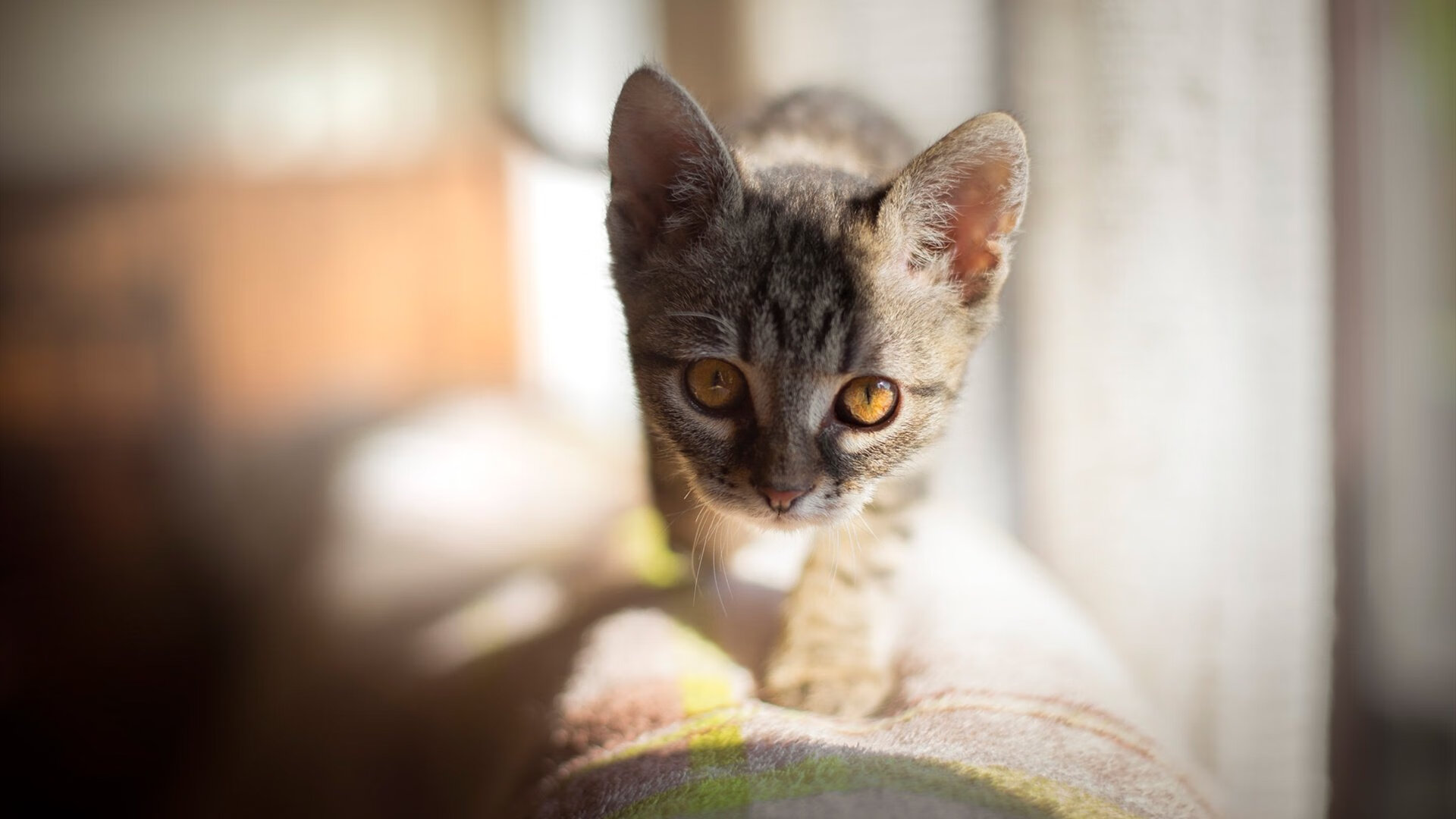 赫塔菲紧凑站位构建防守壁垒,赫塔菲实力